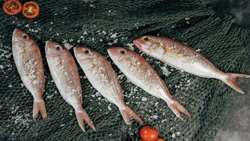 Iran’s aquatic output reaches 1.5m tons, IFO chief says